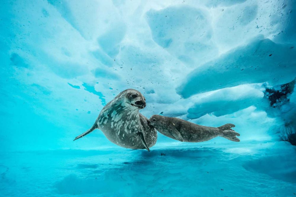 antarktyda-nurkowanie-w-krainie-lodowych-gigant-w-activtour