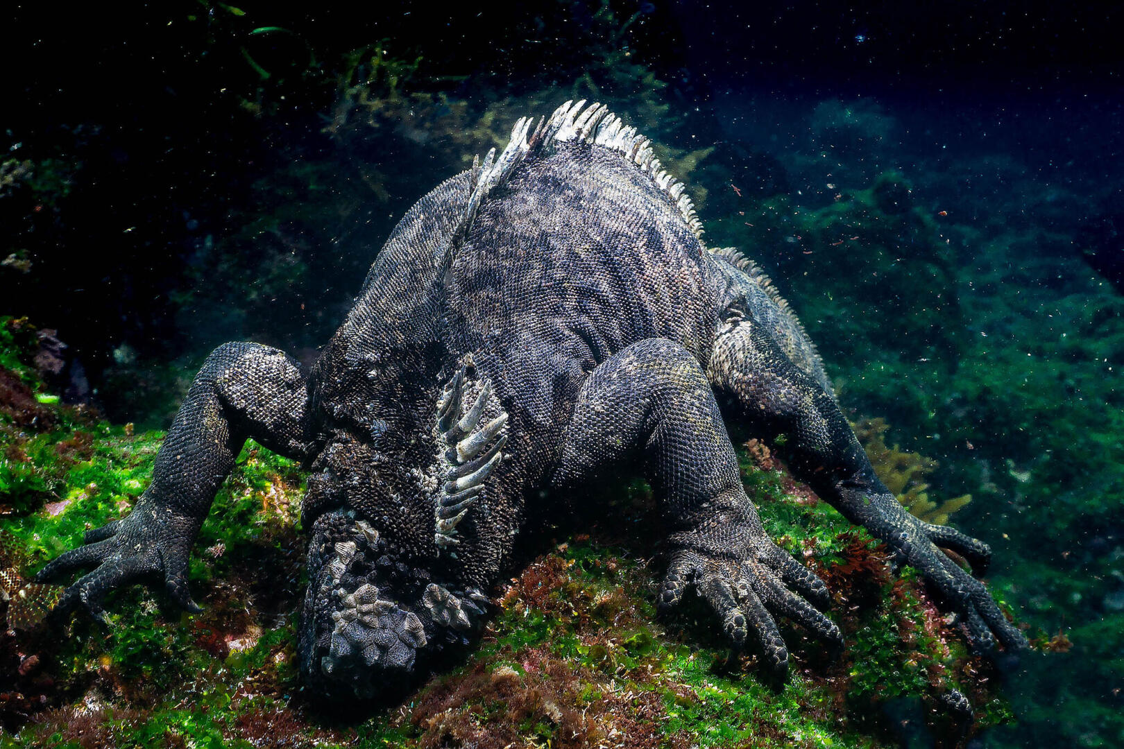 Galapagos – wyprawa do Krainy Zwierząt