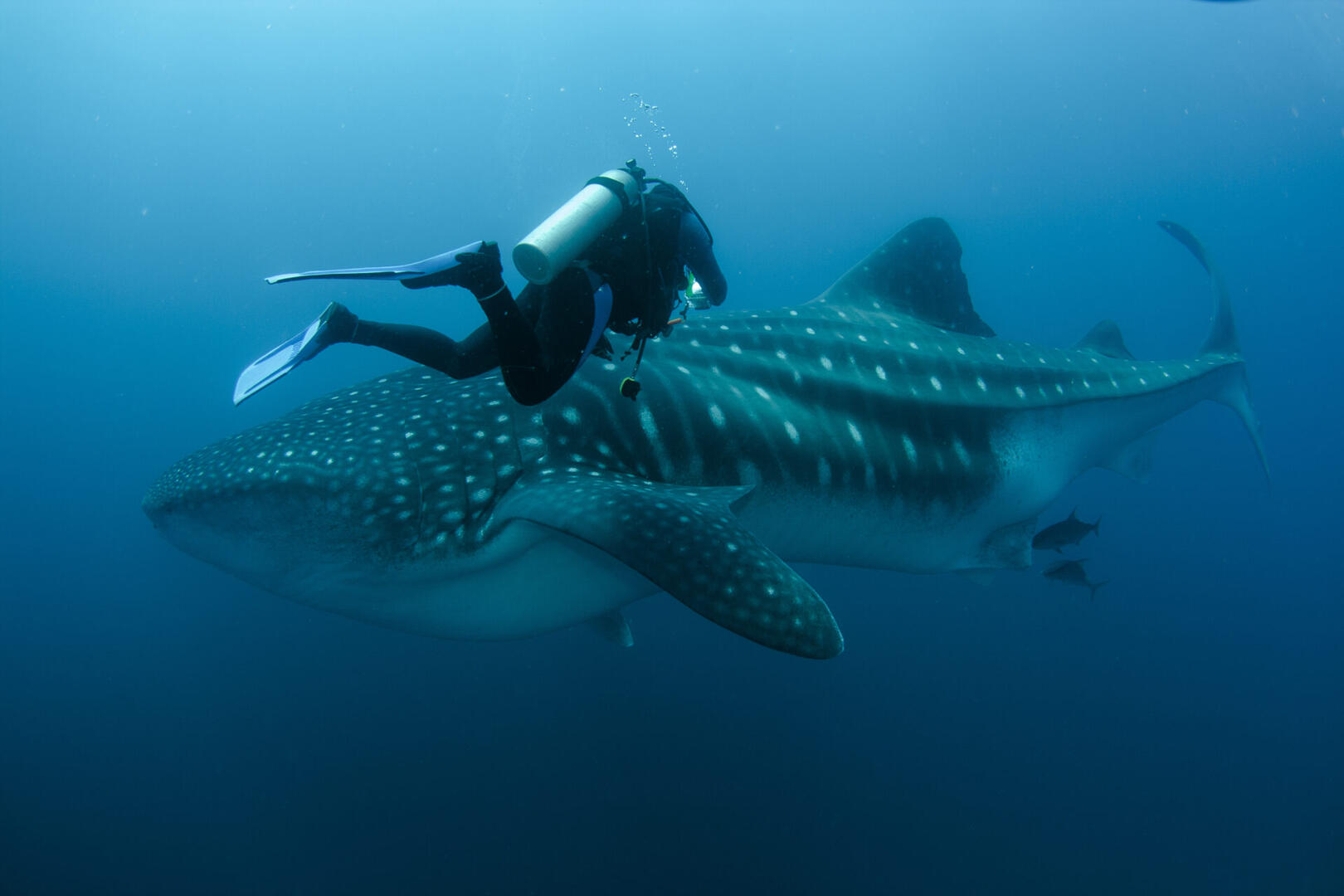 Galapagos – wyprawa do Republiki Zwierząt z pobytem w Puerto Ayora