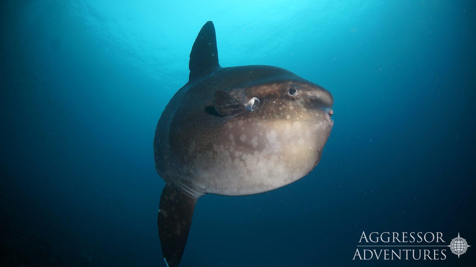 Galapagos