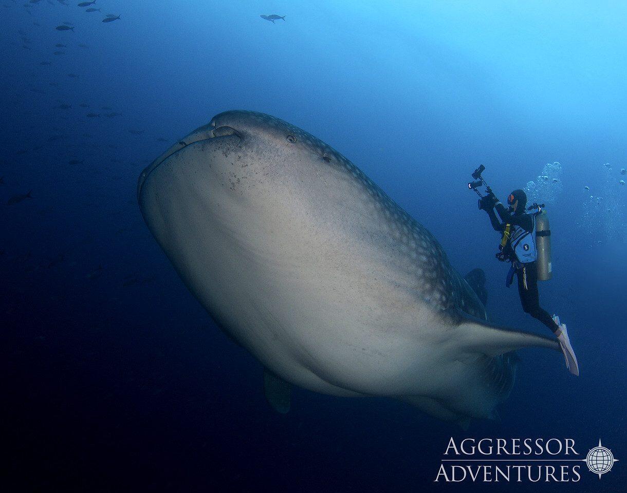 Galapagos – wyprawa do Krainy Zwierząt