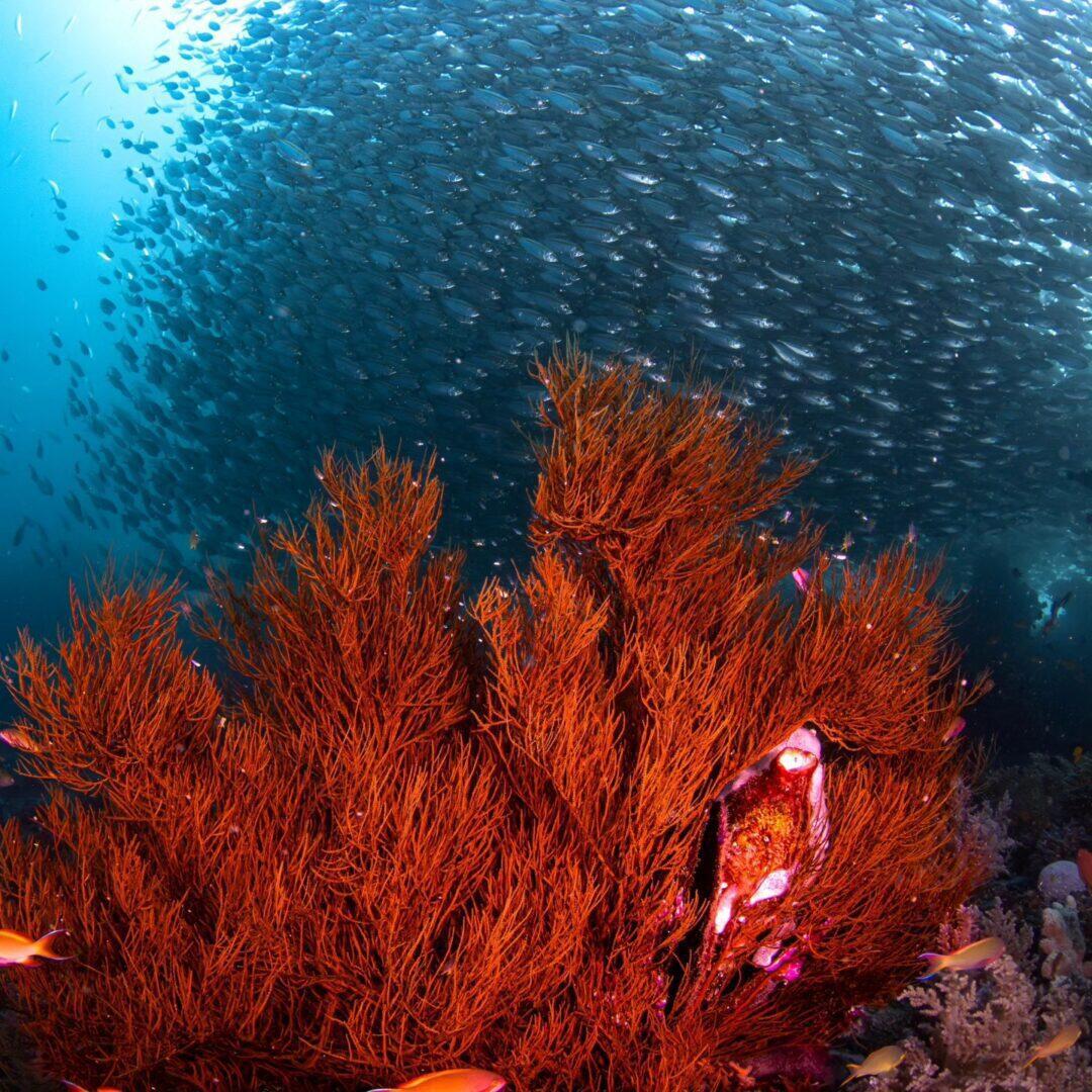 Halmahera – Północne Sulawesi – 9 dniowe safari na pokładzie M/Y Ilike 31.03 – 12.04.2027