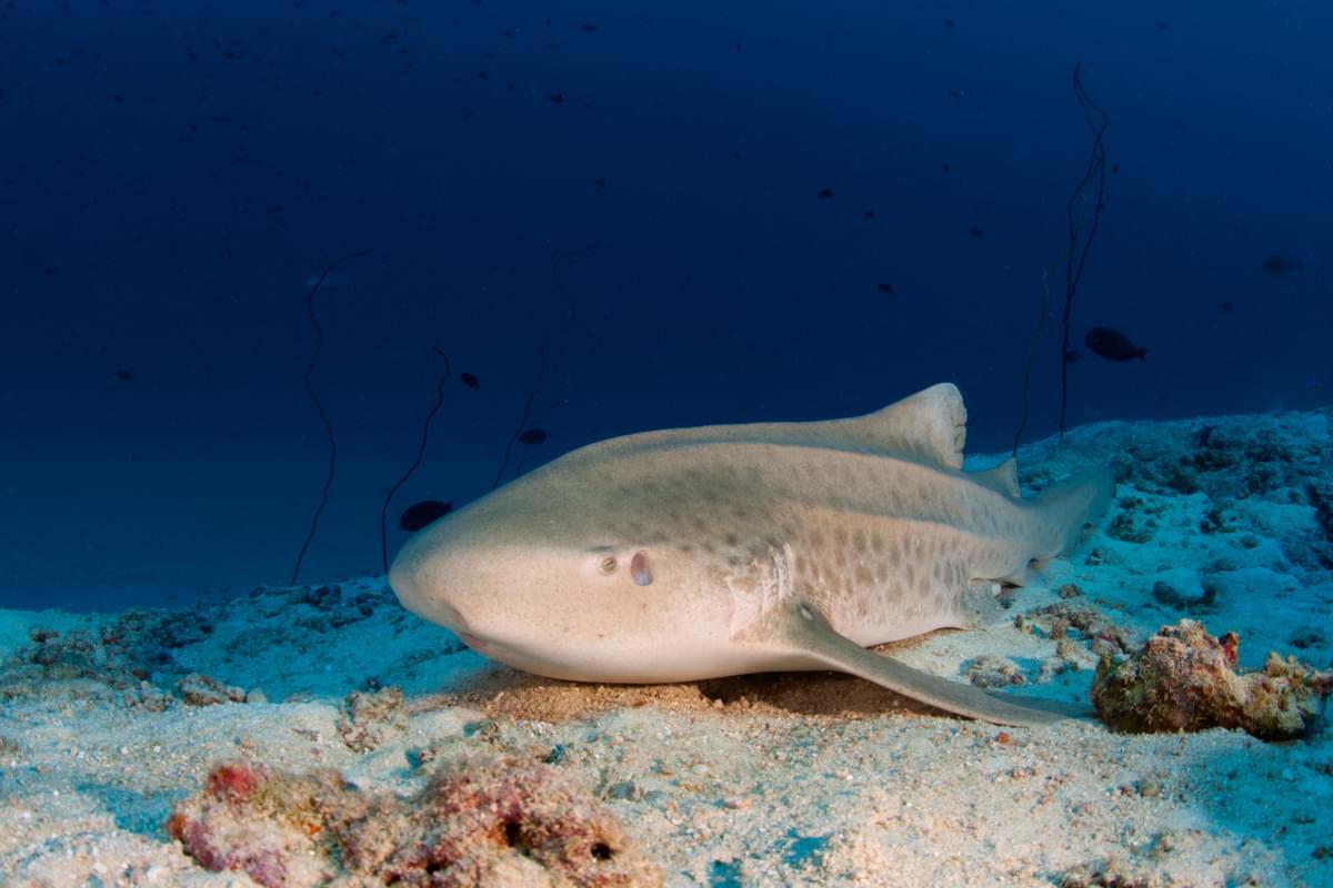 TAJLANDIA SIMILANY- wyjazd Combo: safari + pobyt w resortach w super cenie