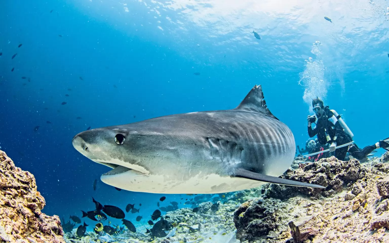 Malediwy – safari nurkowe na Dalekie Południe „Kingdom of the sharks”