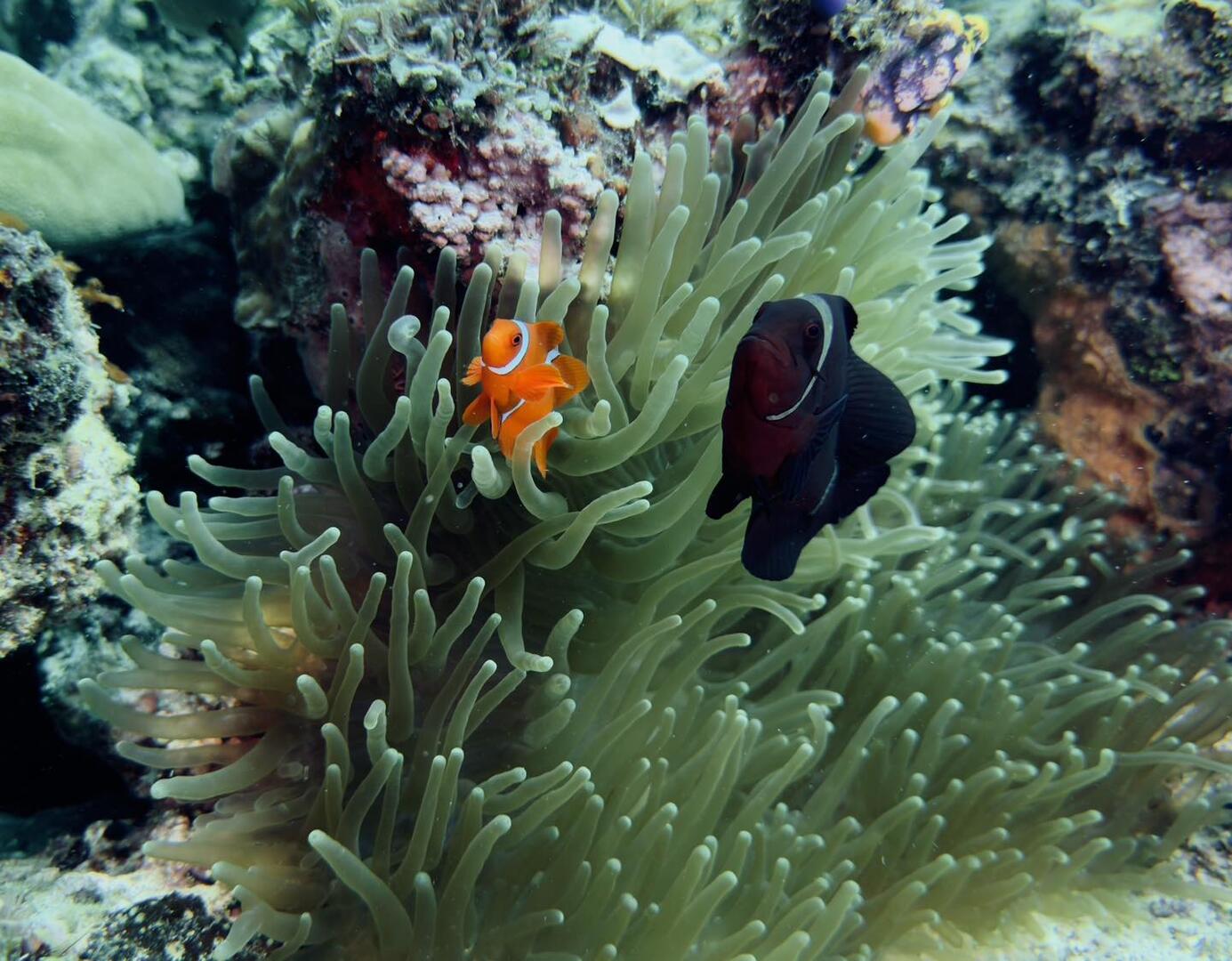 Borneo i Sipadan