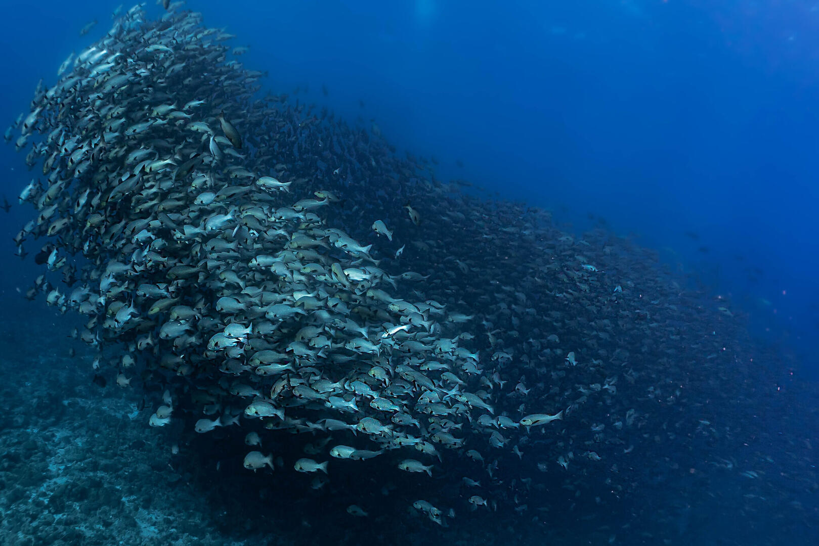 Palau nurkowanie – rajski Archipelag odległego Pacyfiku