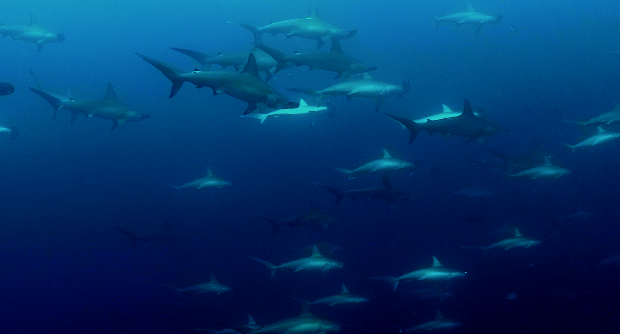 Morze Banda – 10 dniowe safari Hammerhead Migration M/Y Mola Mola 01