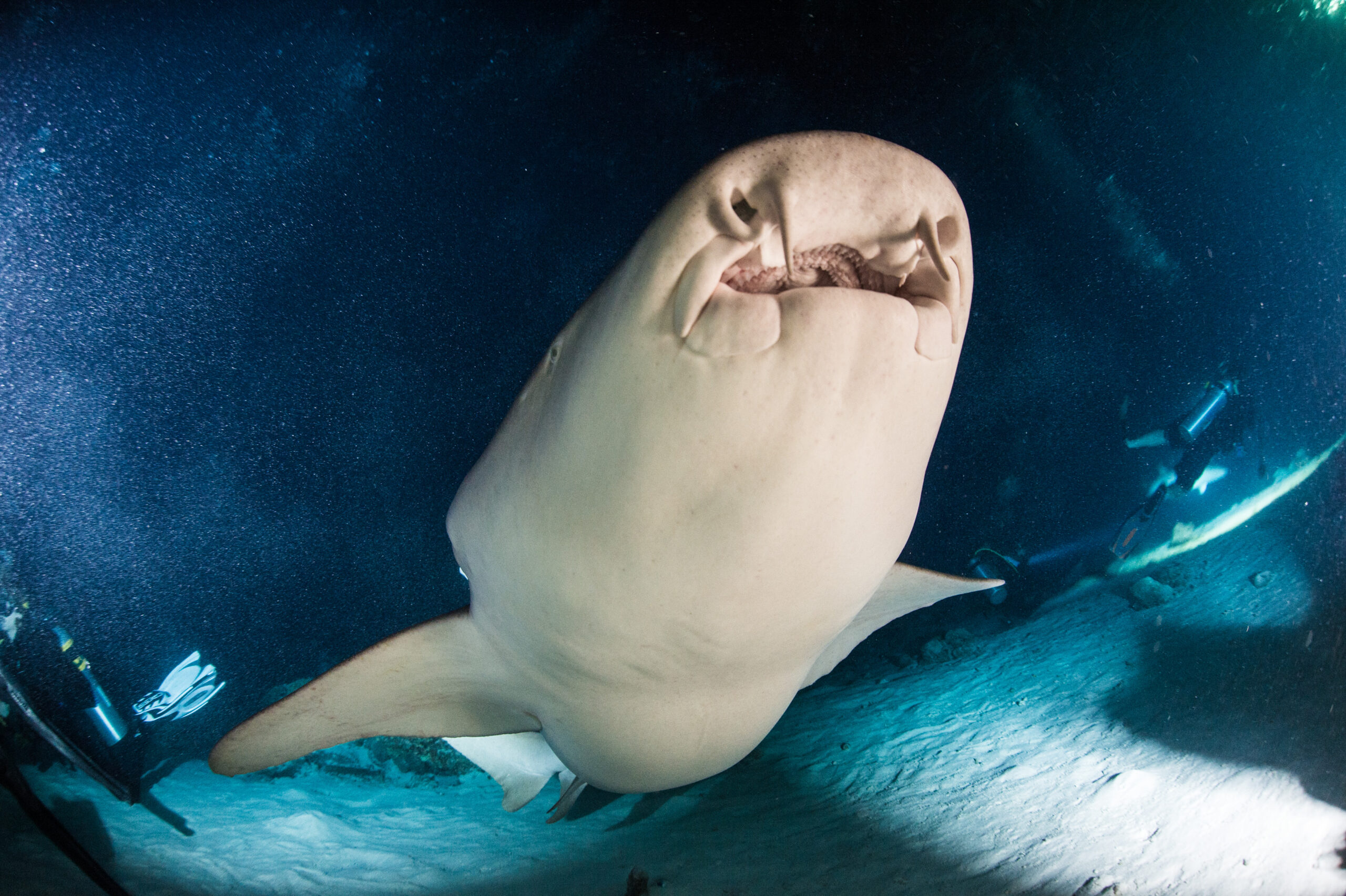 Malediwy – Dalekie Południe: Kingdom of the sharks! Łódź Maldives Master