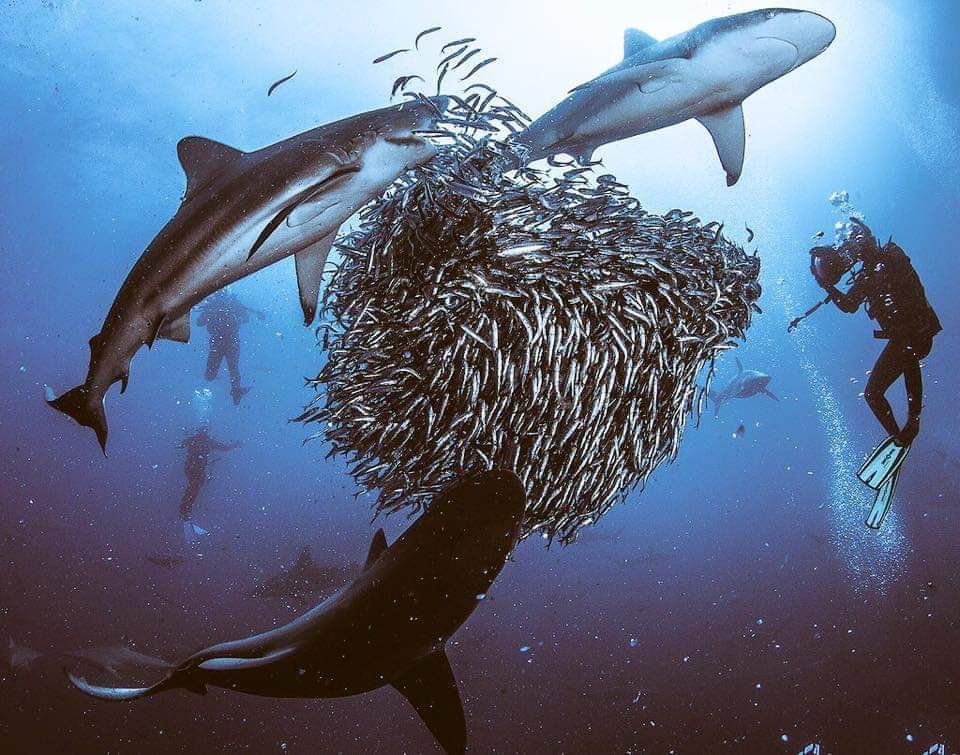 RPA – Migracja sardynek! Doświadczenie jak z filmu przyrodniczego!