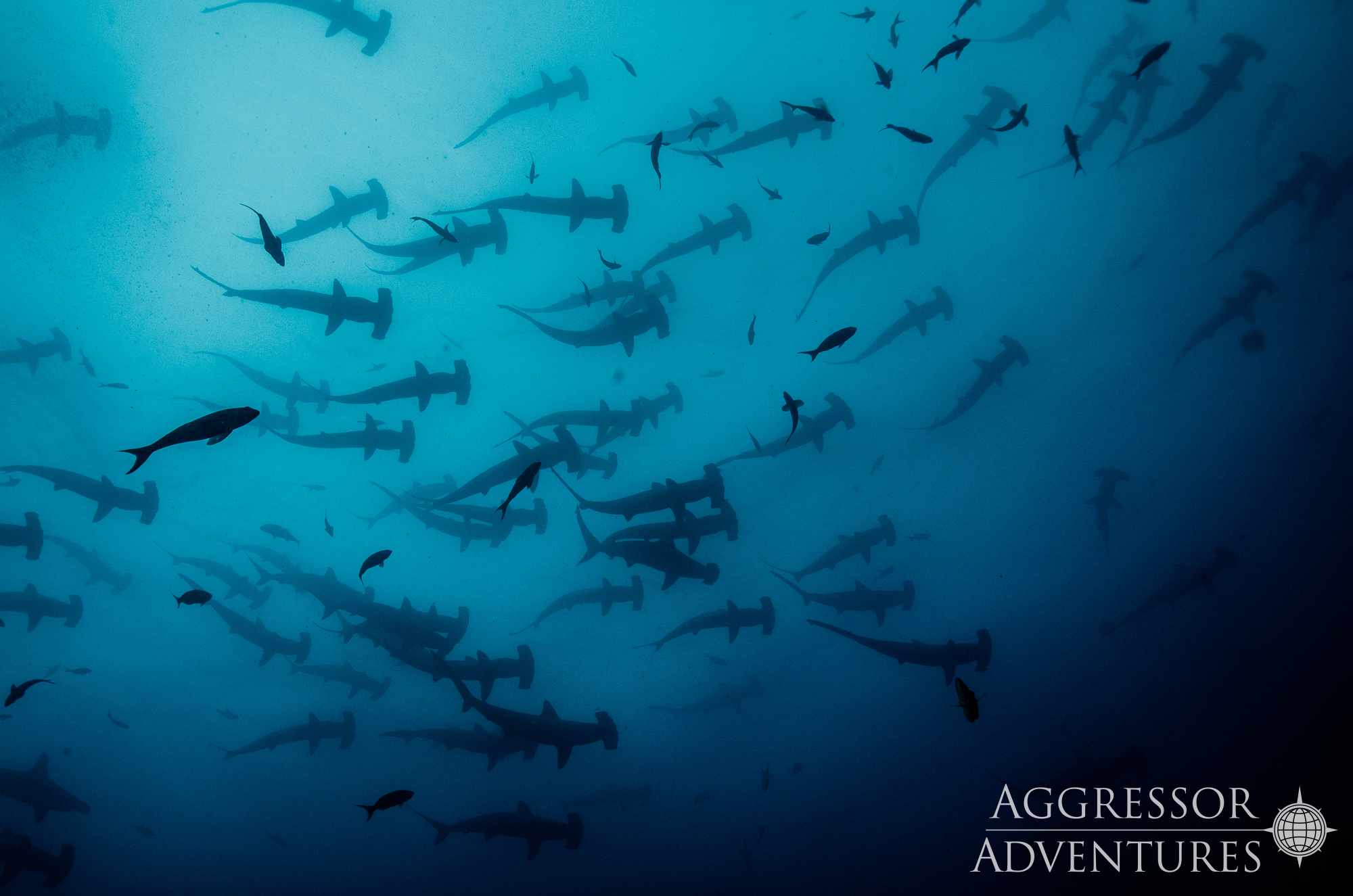 Cocos Island – podwodne skarby wpisanej na listę UNESCO wyspy!