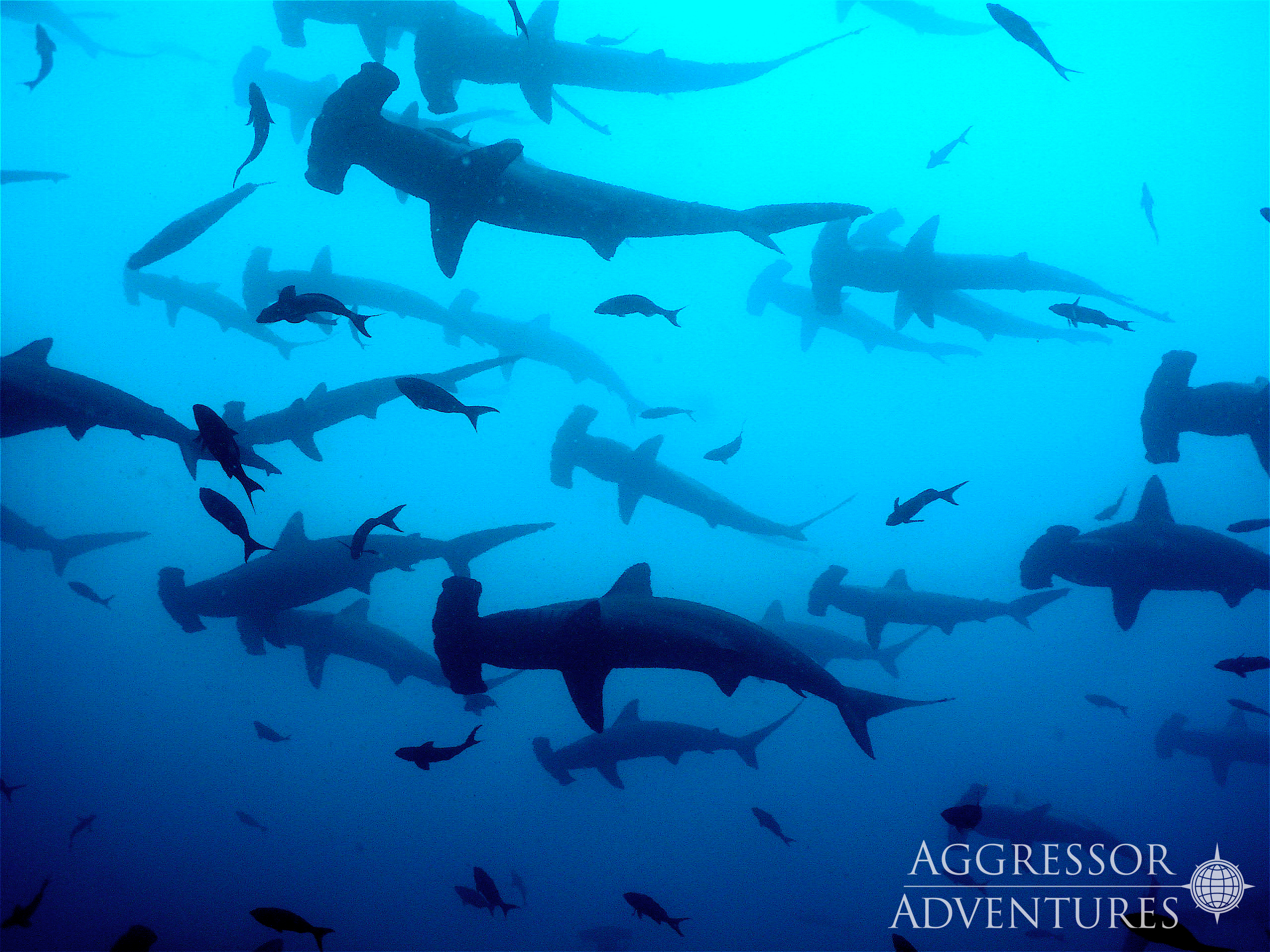 Cocos Island (Kostaryka) – dom rekinów wpisany na listę UNESCO!