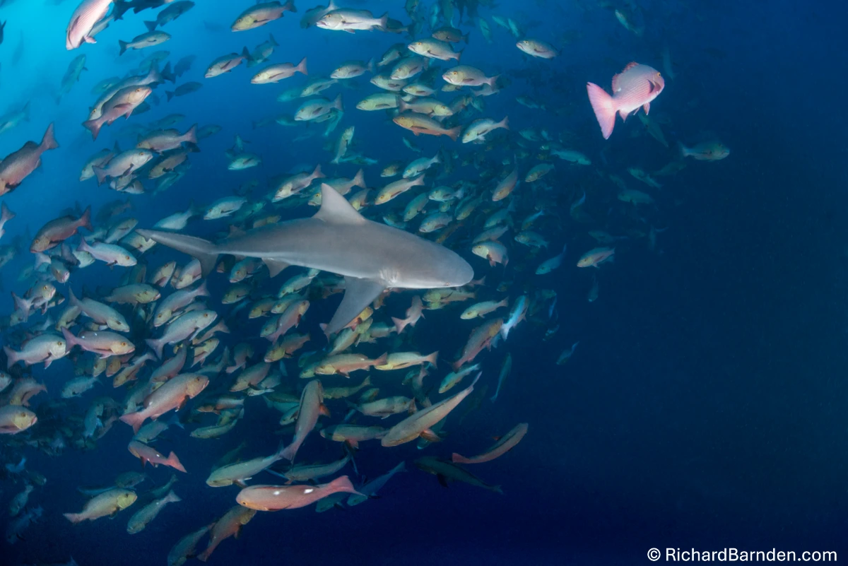 Palau. Światowy bestseller nurkowy! Full Moon Expedition! Tarło red snapperów