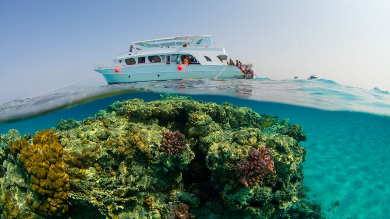 Safari nurkowe w Egipcie – odkryj rafy i podwodne cuda