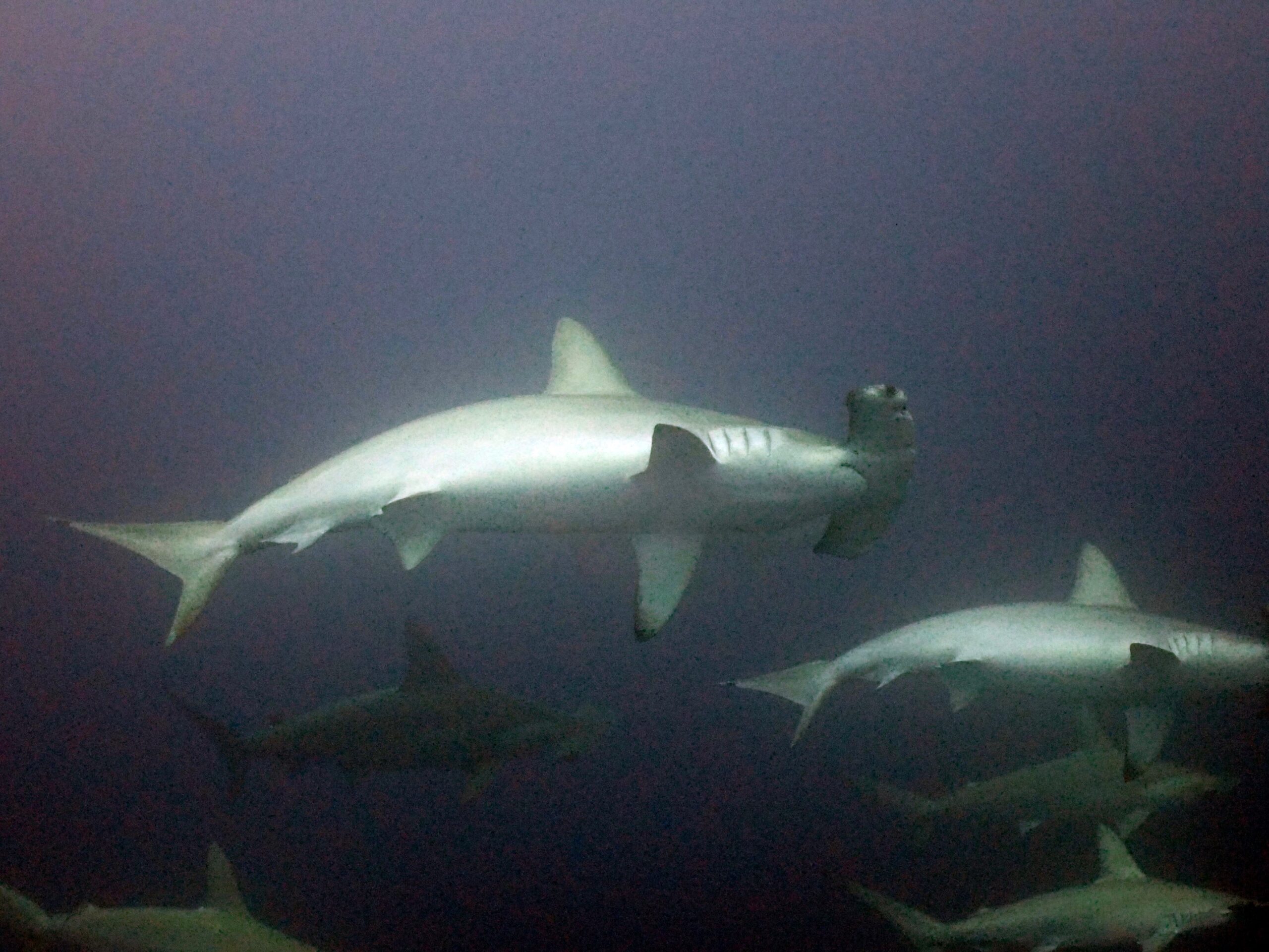 Okinawa – Wyspa Długowieczności i ławice rekinów młotów!