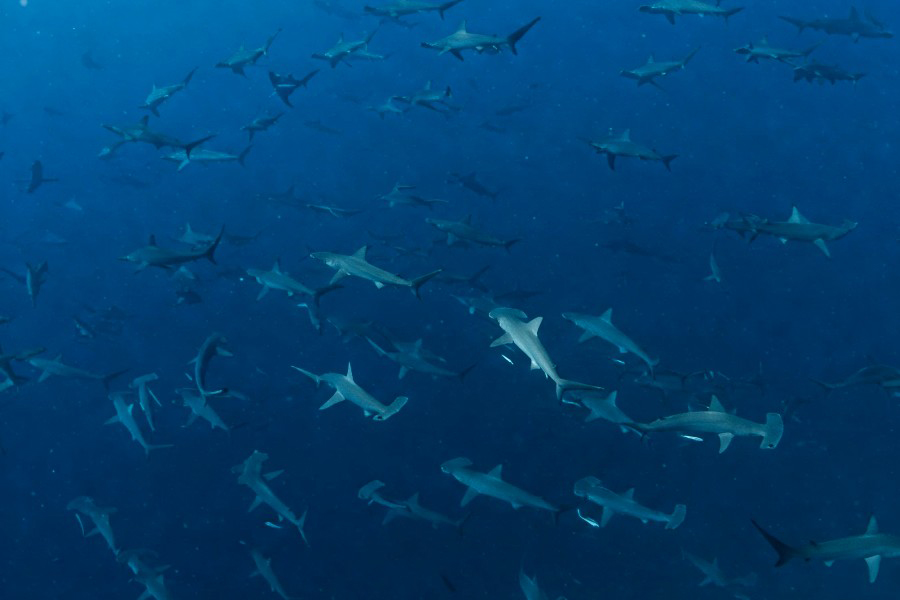 Okinawa – Wyspa Długowieczności i ławice rekinów młotów!