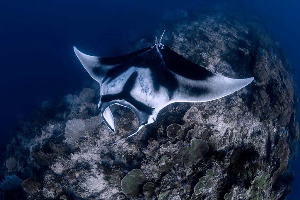 Halmahera – Północne Sulawesi – 12 dniowe safari na pokładzie M/Y Mermaid II 26.02 – 12.03.2027