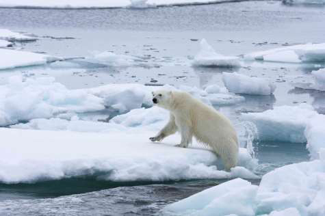 Arktyka- Południowy Spitsbergen i Wyspa Niedźwiedzia