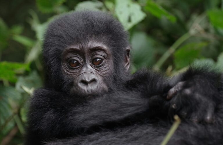 Uganda – niezwykła podróż do Krainy Goryli