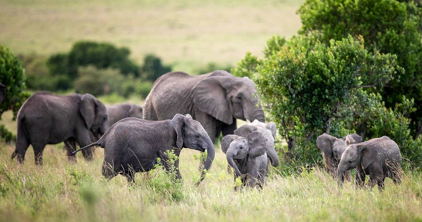 Uganda & Kenia – Rodzinne safari na tropie Wielkiej Piątki