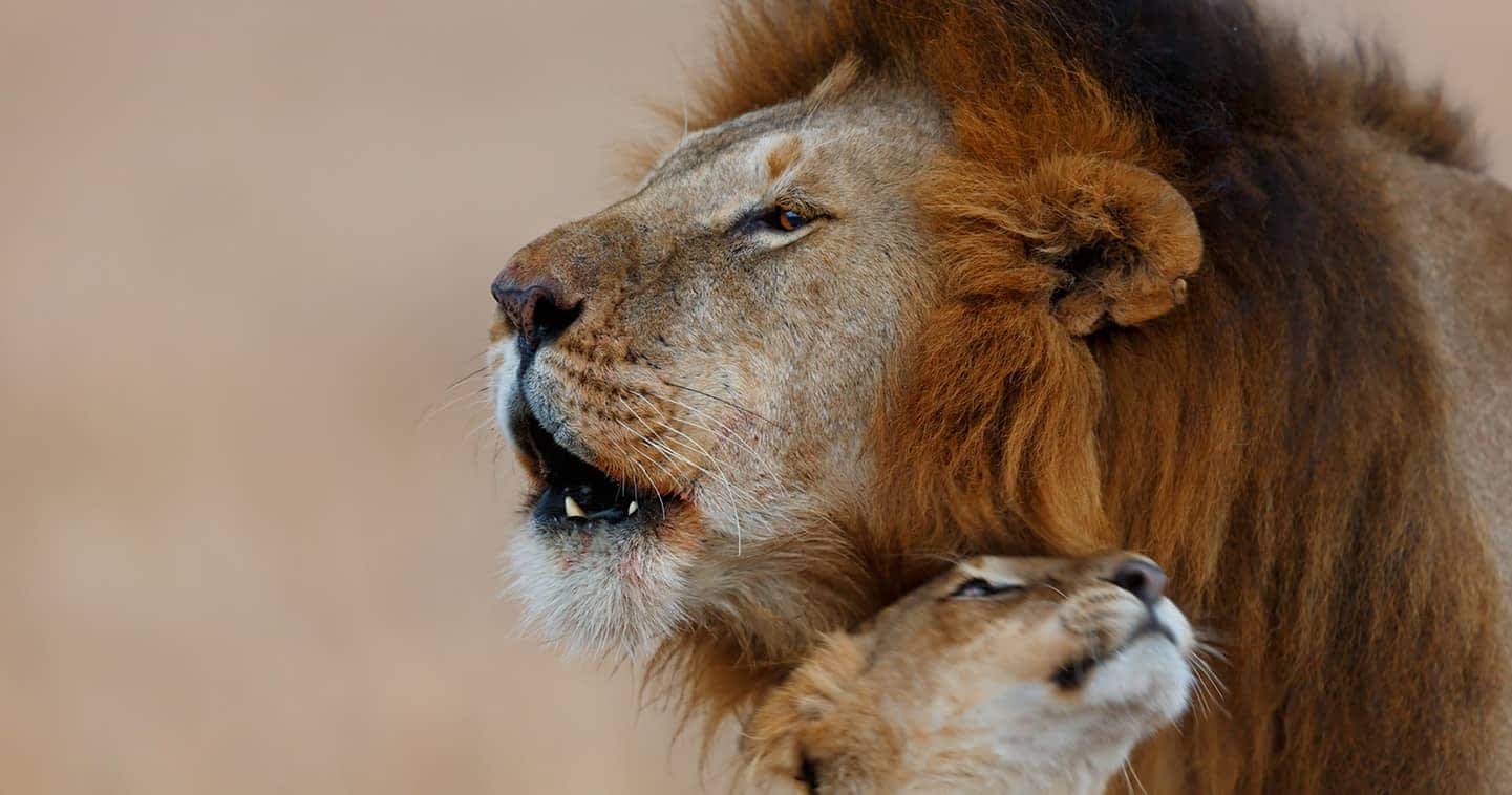 Kenia – Safari marzeń śladami Króla Lwa